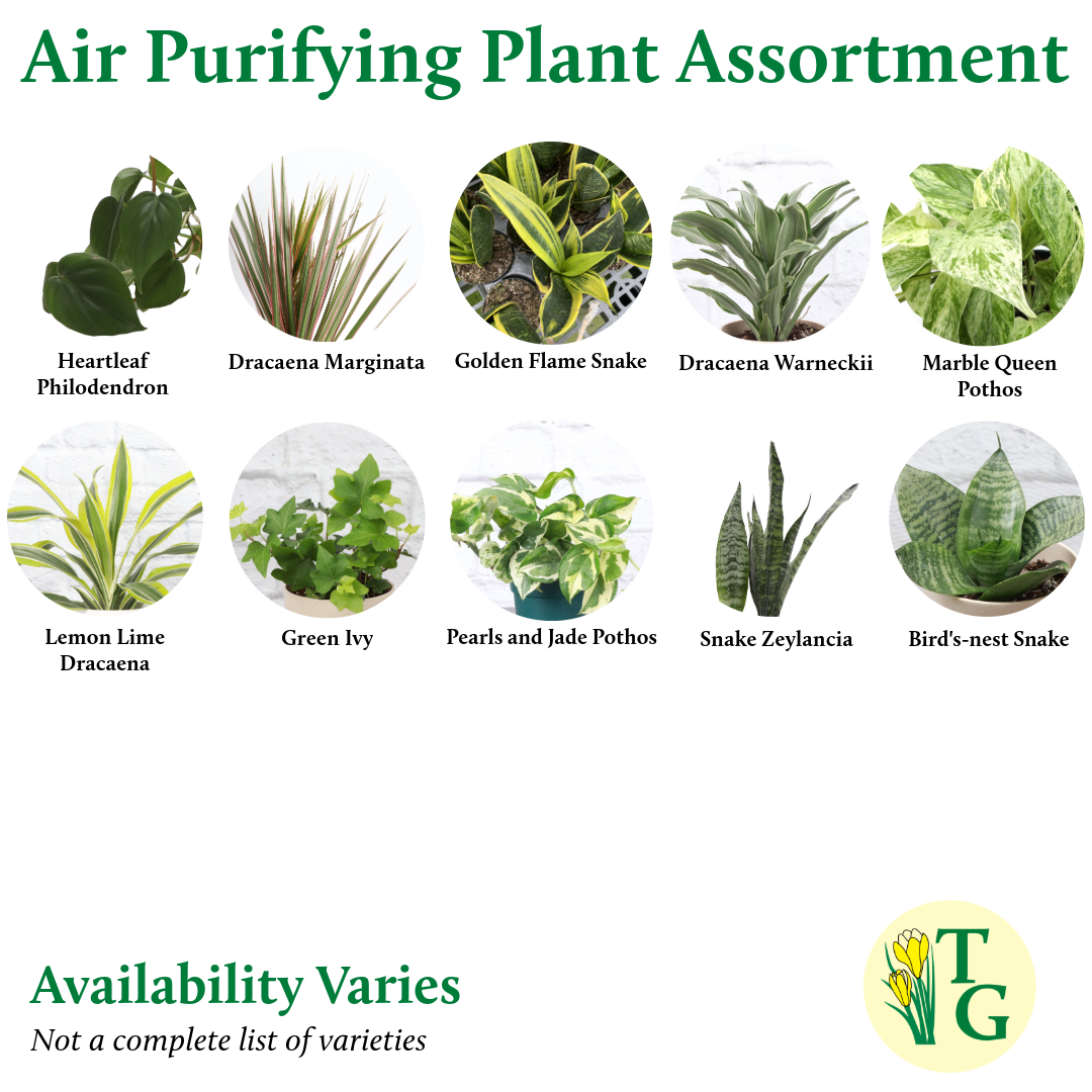 Air Purifying Houseplant Assortment - 4" Live Plants