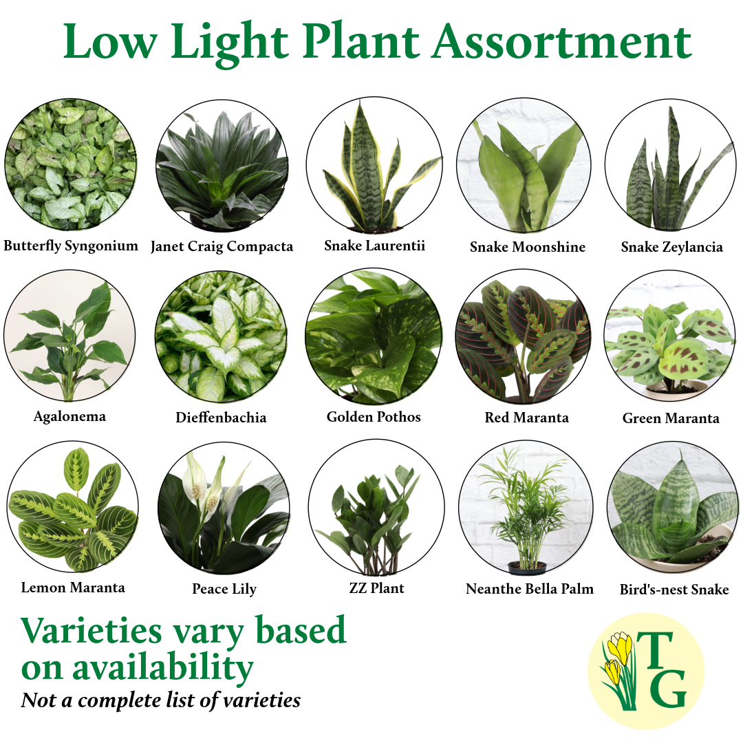 Low Light Houseplant Assortment - 4" Live Plants