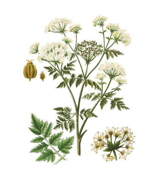 Instant Wall Art: Beautiful Botanical Prints by Adams Media