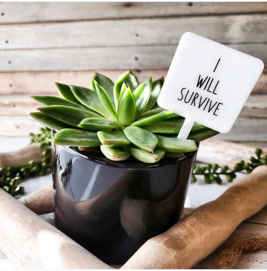 Snarky Plant Marker Stake -  I will survive