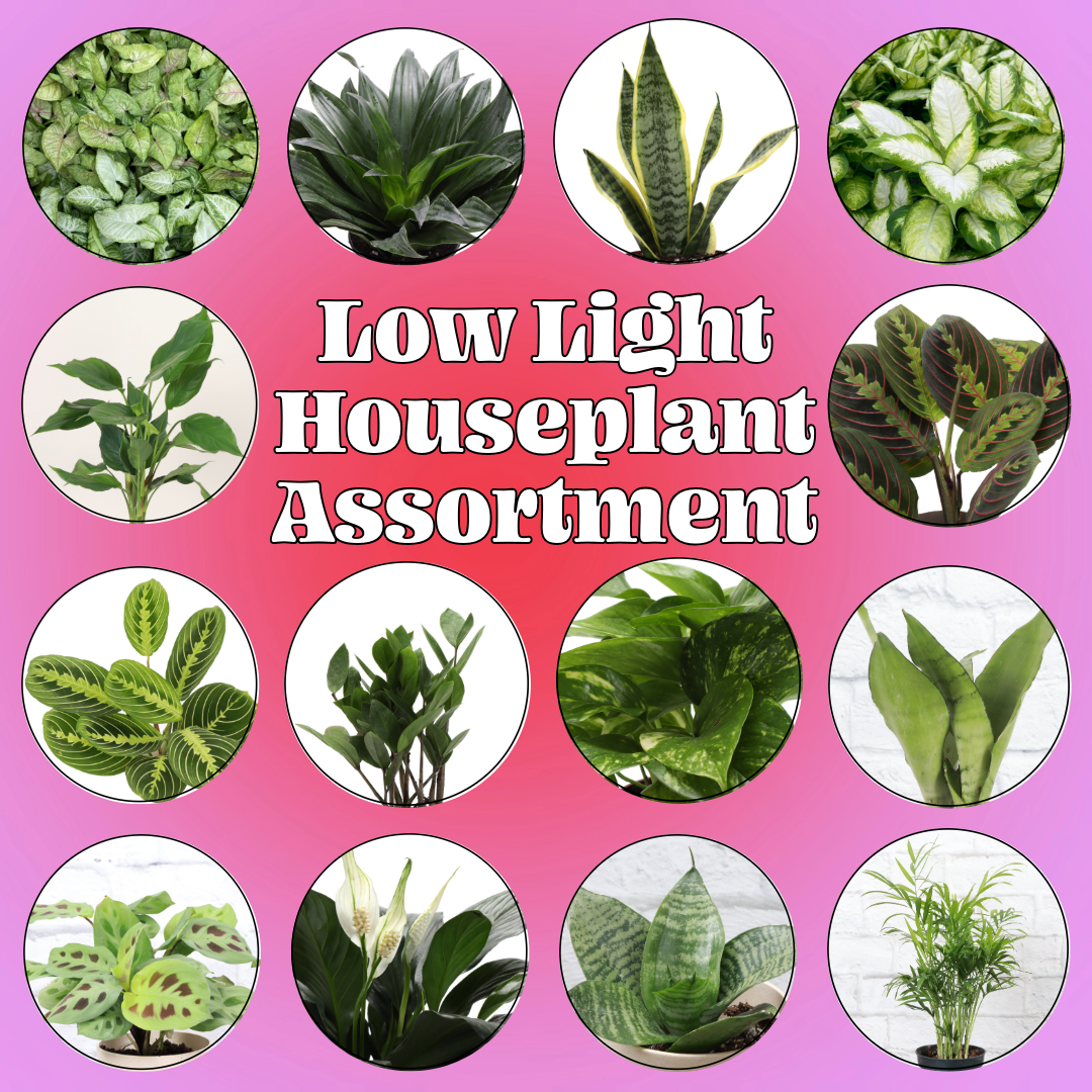 Low Light Houseplant Assortment - 4" Live Plants