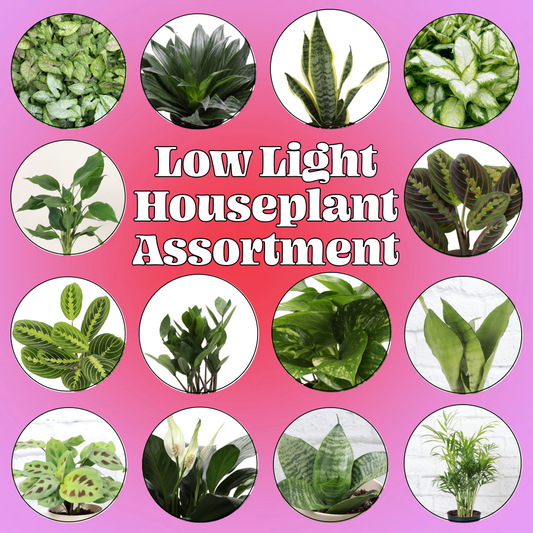 Low Light Houseplant Assortment - 4" Live Plants