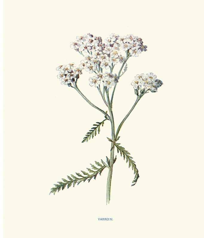 Instant Wall Art: Beautiful Botanical Prints by Adams Media