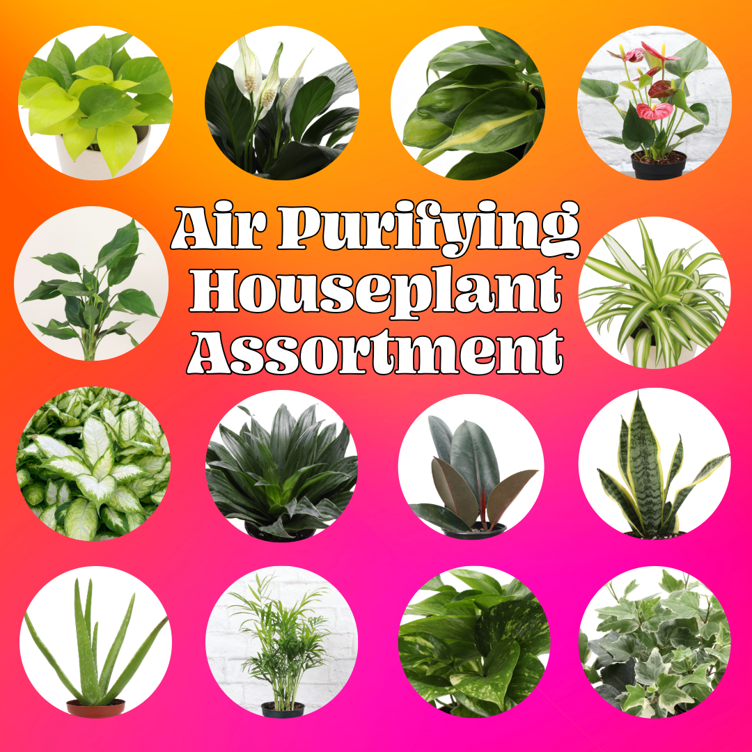 Air Purifying Houseplant Assortment - 4" Live Plants