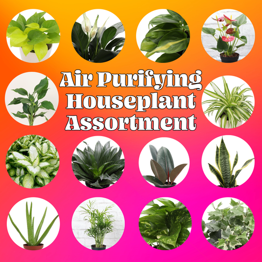 Air Purifying Houseplant Assortment - 4" Live Plants