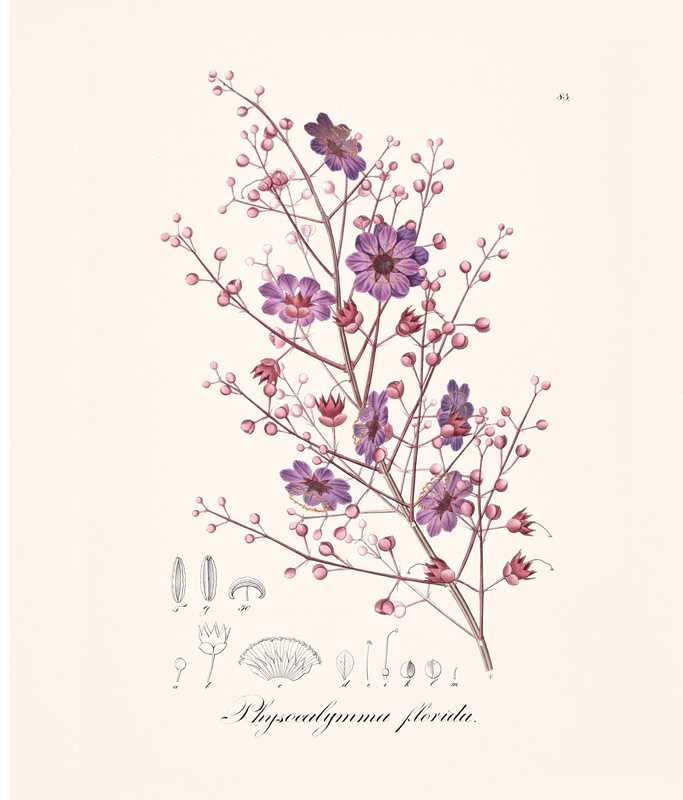 Instant Wall Art: Beautiful Botanical Prints by Adams Media