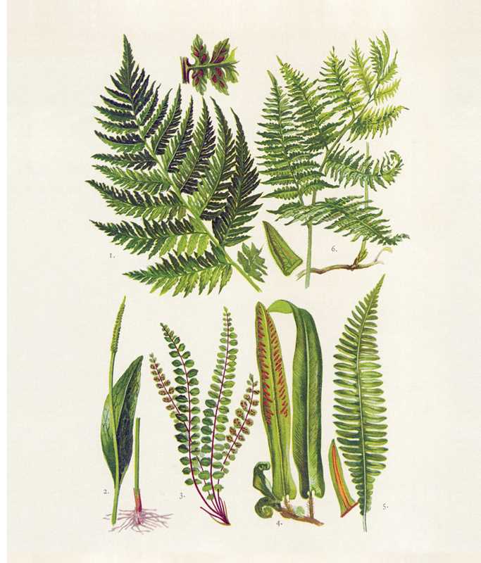 Instant Wall Art: Beautiful Botanical Prints by Adams Media