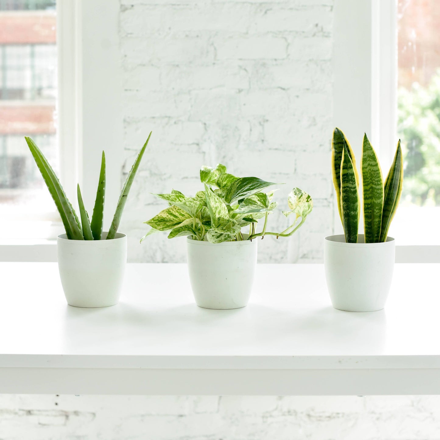 Air Purifying Houseplant Assortment - 4" Live Plants