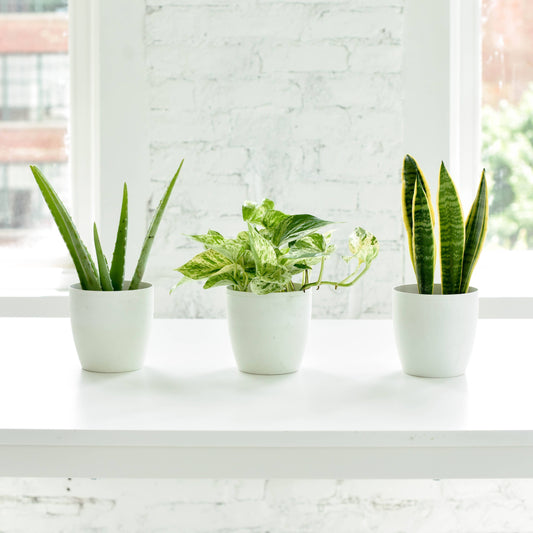 Air Purifying Houseplant Assortment - 4" Live Plants