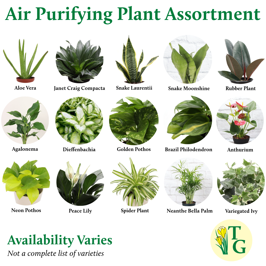 Air Purifying Houseplant Assortment - 4" Live Plants