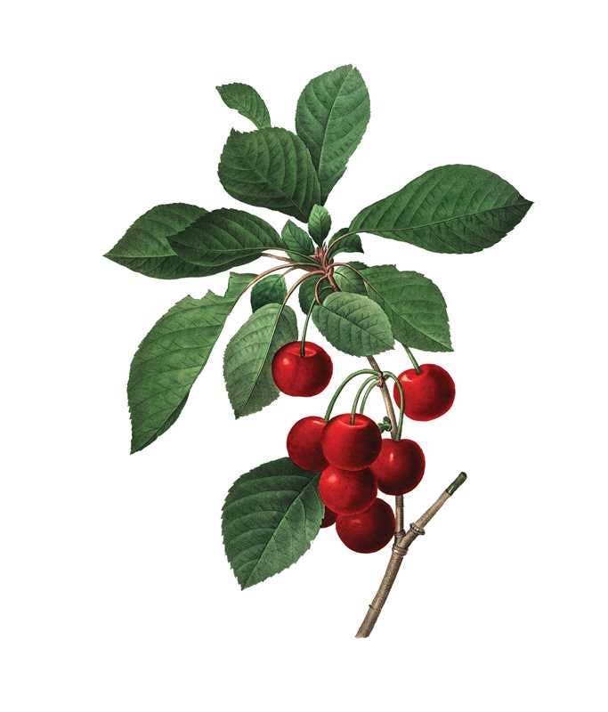 Instant Wall Art: Beautiful Botanical Prints by Adams Media